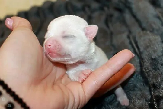 Chihuahua biały krótkowłosy chłopiec ZKwP FCI, Zachodniopomorskie, Świnoujście
