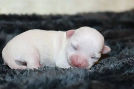 Chihuahua biały krótkowłosy chłopiec ZKwP FCI, Zachodniopomorskie, Świnoujście
