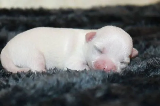 Chihuahua biały krótkowłosy chłopiec ZKwP FCI, Zachodniopomorskie, Świnoujście