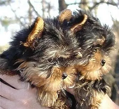 GRATIS szczeniaki yorkie na Adopcja.