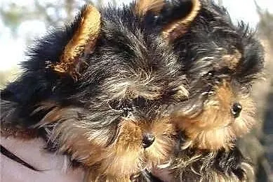 GRATIS szczeniaki yorkie na Adopcja.