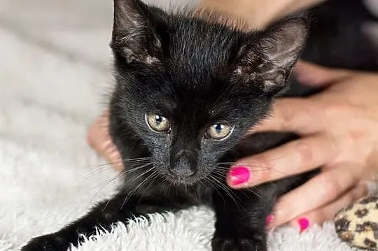 8 tygodniowy Gacek KOCIAK, ciekawski i miziasty ADOPCJA