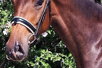 LOLA - 4 letni prospekt ujeżdżeniowy, , Międzyleś