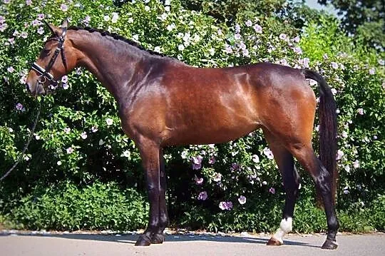 LOLA - 4 letni prospekt ujeżdżeniowy, , Międzyleś