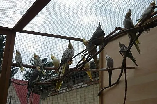 Młode papugi nimfy