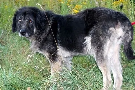 Eris w typie kaukaza szuka Domu Tymczasowego!,  do