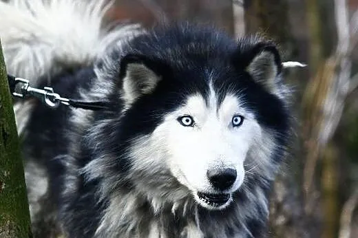 Aston młodziutki, energiczny, długowłosy siberian 