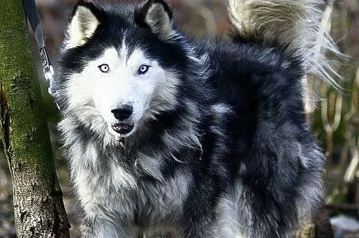 Aston młodziutki, energiczny, długowłosy siberian 