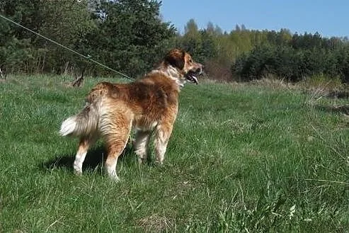 Bazyl szuka domu,  świętokrzyskie Suchedniów