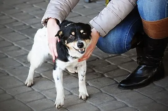 Maleńka Pchełka (5 kg) do adopcji