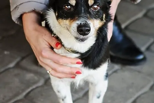 Maleńka Pchełka (5 kg) do adopcji