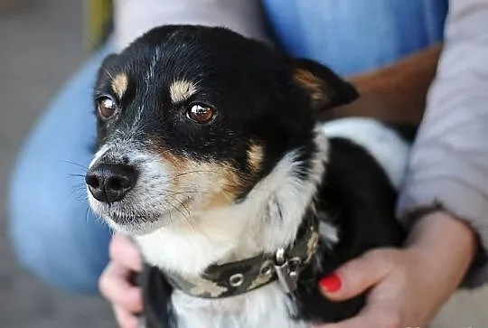 Maleńka Pchełka (5 kg) do adopcji