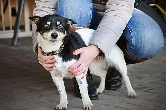 Maleńka Pchełka (5 kg) do adopcji