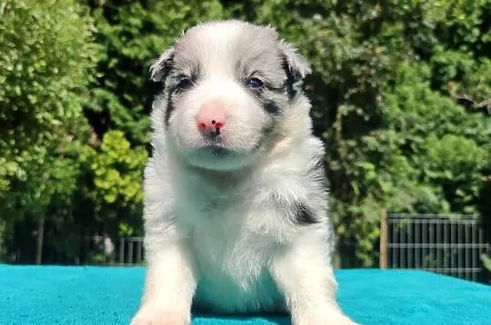 Piękny szczeniak BORDER COLLIE z Hodowli - Rasowy pies z pełną dok.