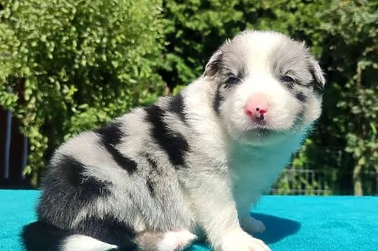 Piękny szczeniak BORDER COLLIE z Hodowli - Rasowy pies z pełną dok., Podkarpackie, Iwonicz