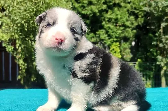 Piękny szczeniak BORDER COLLIE z Hodowli - Rasowy pies z pełną dok., Podkarpackie, Iwonicz
