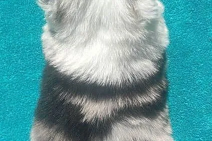 Piękny szczeniak BORDER COLLIE z Hodowli - Rasowy pies z pełną dok., Podkarpackie, Iwonicz