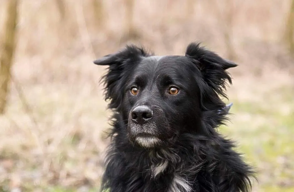 Adoptuj mądrego Koleżke :) , Gliwice, Śląskie, Gliwice