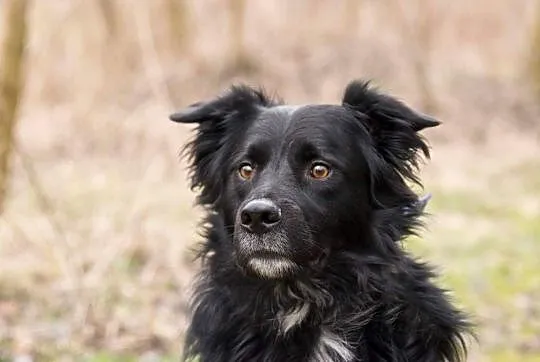 Adoptuj mądrego Koleżke :) , Gliwice, Śląskie, Gliwice
