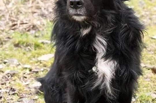 Adoptuj mądrego Koleżke :) , Gliwice, Śląskie, Gliwice