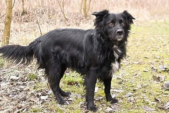 Adoptuj mądrego Koleżke :) , Gliwice, Śląskie, Gliwice