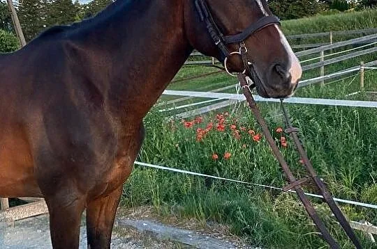 3 letni gniady walach po ogierze Tipsy’s Pet, , Jelenia