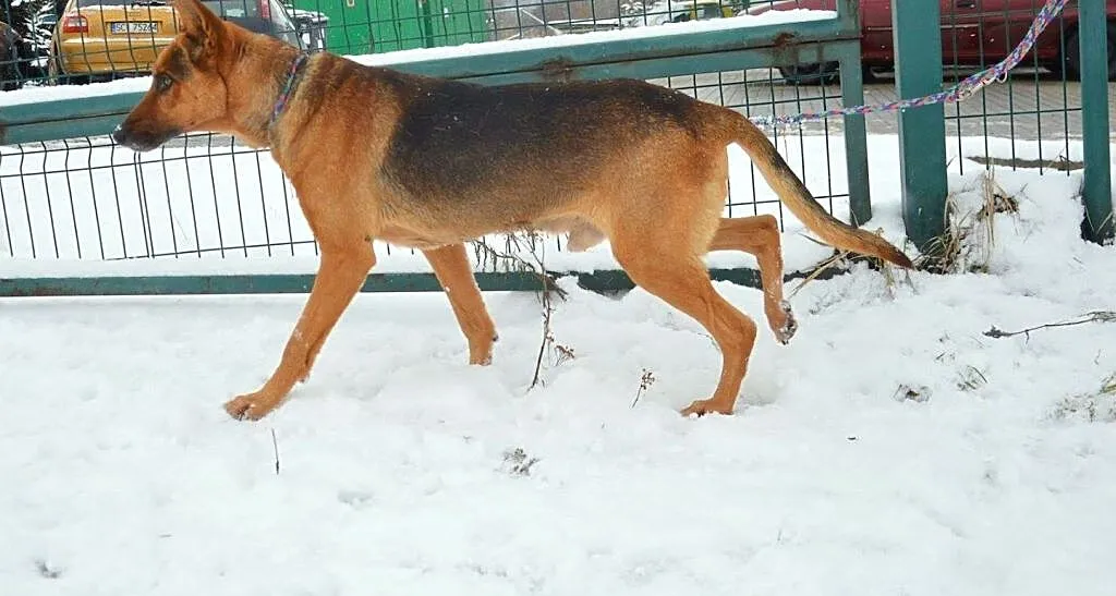 Owczarek Chudy PILNIE szuka domu !, Śląskie, Tychy
