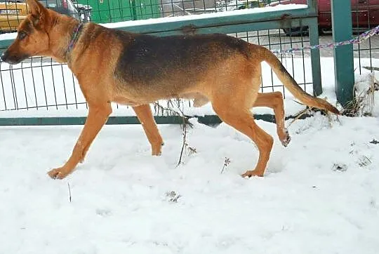 Owczarek Chudy PILNIE szuka domu !, Śląskie, Tychy