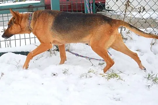 Owczarek Chudy PILNIE szuka domu !, Śląskie, Tychy