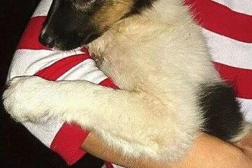3 miesięczne szczeniaczki szukają kochającym domkó