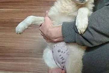 3 miesięczne szczeniaczki szukają kochającym domkó