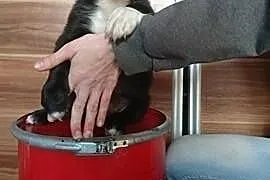 3 miesięczne szczeniaczki szukają kochającym domkó