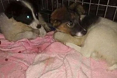 3 miesięczne szczeniaczki szukają kochającym domkó