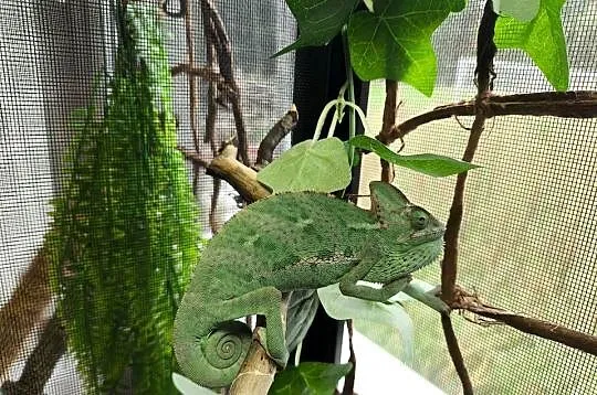 Kameleon kameleony jemeńskie