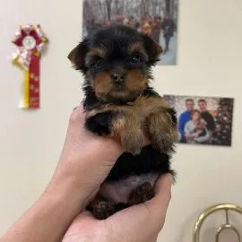 Szczenięta York Terriera do adopcji E-mail: {{amandinelisa01@gmail.com}}