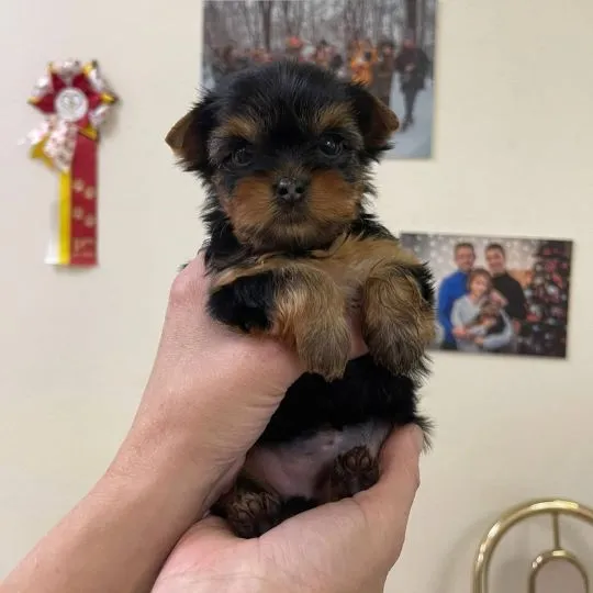 Szczenięta York Terriera do adopcji E-mail: {{amandinelisa01@gmail.com}}