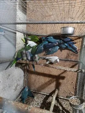 Kupię mnichy nizinne i rudosterki każda ilość 511455032