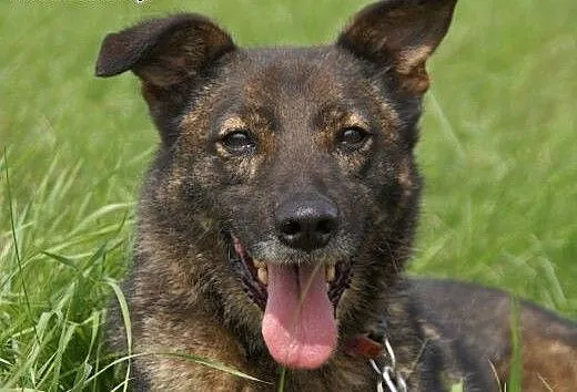 Aldo :) pies, adopcja, lubuskie Gorzów Wielkopols