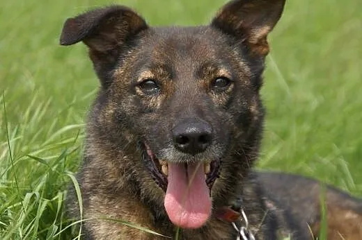 Aldo :) pies, adopcja,  lubuskie Gorzów Wielkopols