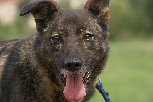 Aldo :) pies, adopcja,  lubuskie Gorzów Wielkopols