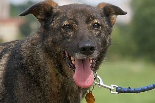 Aldo :) pies, adopcja,  lubuskie Gorzów Wielkopols