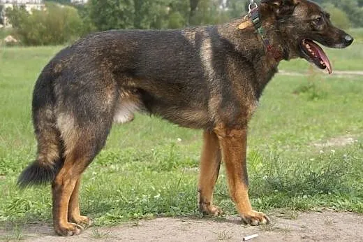 Aldo :) pies, adopcja,  lubuskie Gorzów Wielkopols