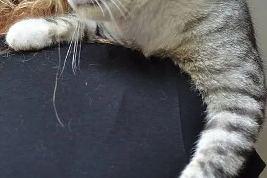 Tikus-mlodziutki,srebrny kocurek,adopcja!!,  świętokrzyskie Kielce