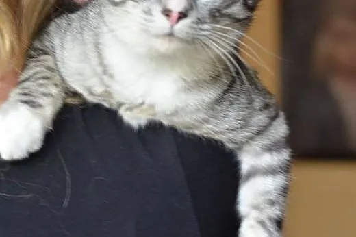 Tikus-mlodziutki,srebrny kocurek,adopcja!!,  święt