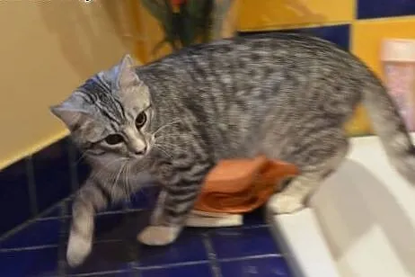 Tikus-mlodziutki,srebrny kocurek,adopcja!!,  święt