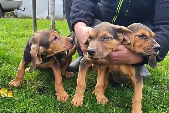 Ogar polski, Podkarpackie, Tarnawa Dolna