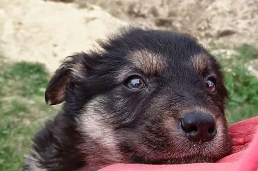 2,5 miesięczna kudłata sunia,  małopolskie Kraków