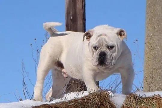 Old English Bulldog