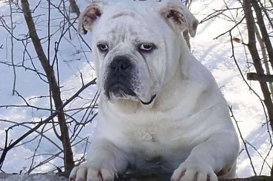 Old English Bulldog