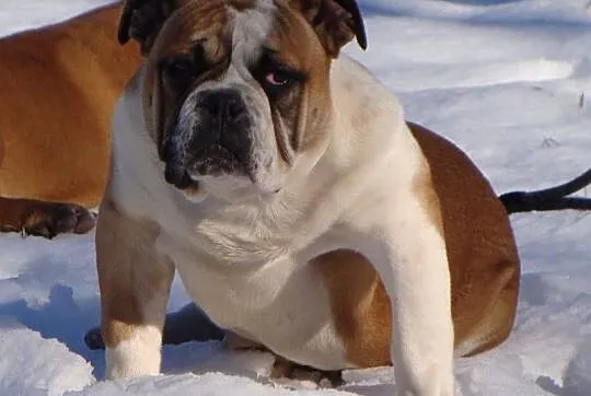 Old English Bulldog